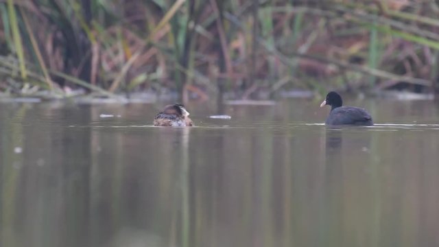 Litte grebe and coot floating pond 