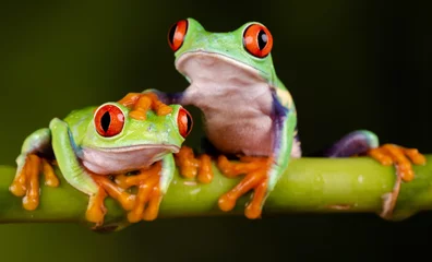 Muurstickers Red Eyed Tree Frogs - Hand on head © Martin