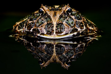 Frog in water