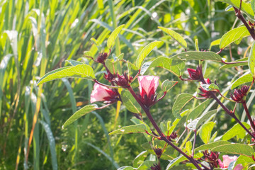 Obraz premium close up of fresh Roselle on tree in the garden