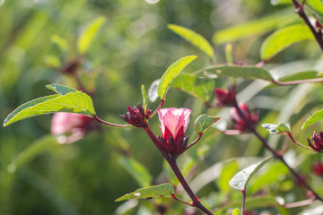 Naklejka na ściany i meble close up of fresh Roselle on tree in the garden