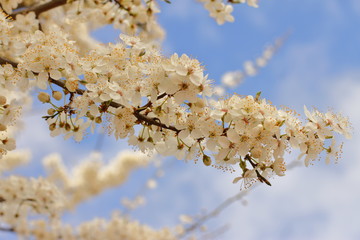 beautiful blooming tree, spring time