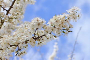 beautiful blooming tree, spring time