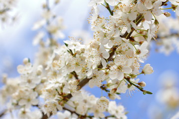 beautiful blooming tree, spring time