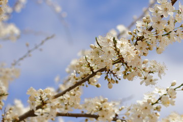 beautiful blooming tree, spring time