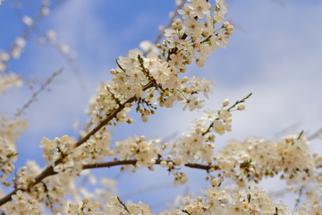 beautiful blooming tree, spring time