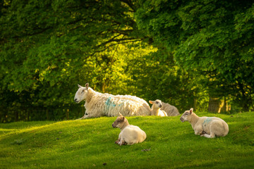 Sheep resting in the sunlight on top of Dovers Hill near Chipping Campden
