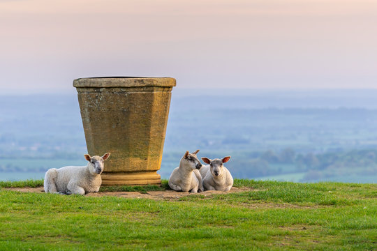 sheep on Dovers Hill near the topograph