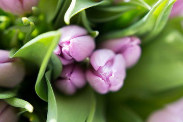 Beautiful bouquet of many small violet tulips Tulipa for celebration