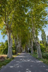 Fototapeta na wymiar road with trees on the sides of the French provence