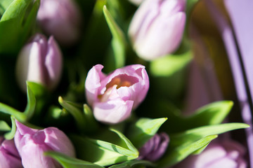 Beautiful bouquet of many small violet tulips Tulipa for celebration