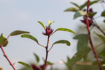 close up of fresh Roselle on tree in the garden