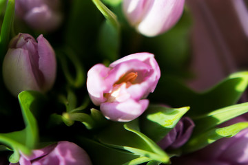 Beautiful bouquet of many small violet tulips Tulipa for celebration