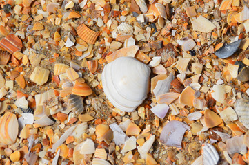 Muscheln