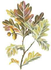 Artwork with oak leaves, branches and acorns in vintage style. Botanical illustration drawn by color pencils. Great for wedding decoration, posters, wrapper, plates, cards, surface.