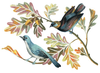 Artwork with birds, oak branches, leaves and acorns in vintage style. Nature illustration drawn by color pencils. Great for wedding decoration, gift boxes, wrapper, placing text, logos, phrases, card