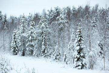 Cold and snowy winter in Lapland