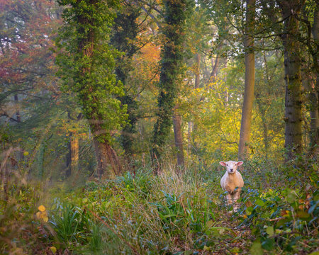 Sheep Lost In The Woods In Cotswolds. Forest Path Leading Through Autumn Trees