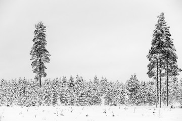 Cold and snowy winter in Lapland
