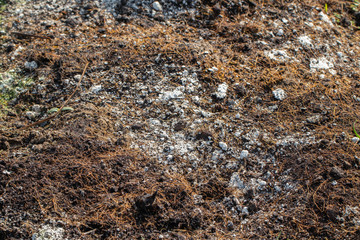close up of Soil fungus in the garden