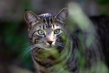 Cat stalking through long grass