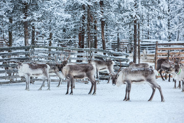 Reindeer herd, in winter, Lapland, Northern Finland