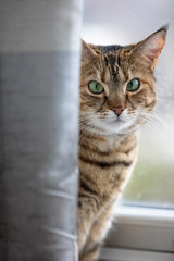 Cat behind curtain