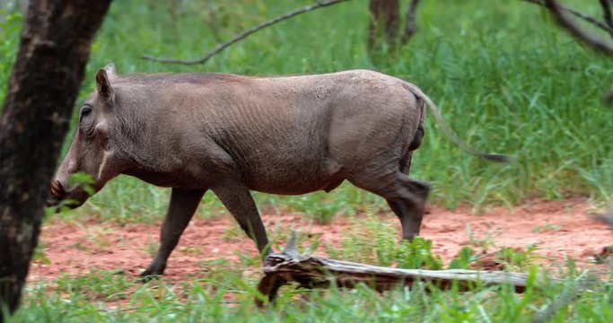 warthog in the savannah, park kruger south africa