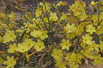 Winter-Jasmin