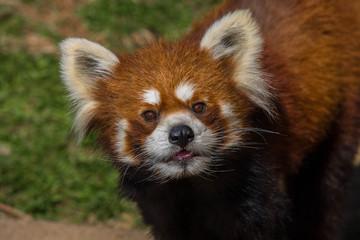 Red Panda Looking into Camera