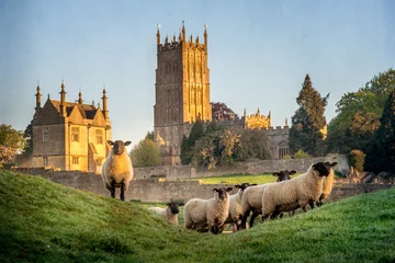 Fototapete Rund Cotswold sheep neer Chipping Campden in Gloucestershire with Church in background © David