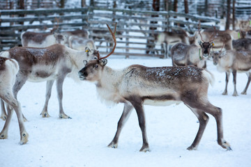 Reindeer migration to breeding grounds