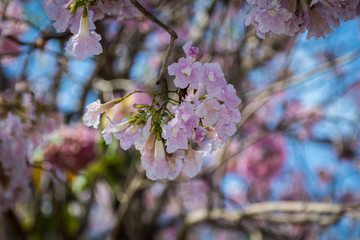 blooming  tree in spring