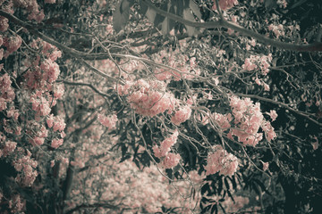 blooming  tree in spring