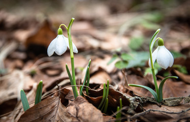 Wild snowdrops in the forest. First spring flower.