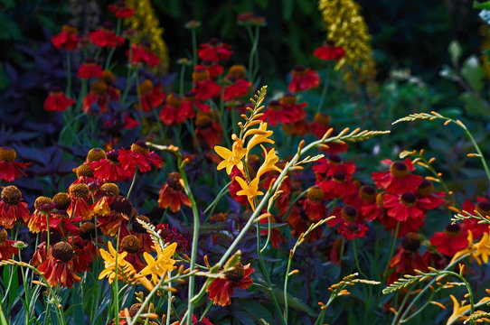 Close up of colourful flower border with Crocosmia Gold Fleece and a background of Heleniums
