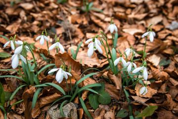 Wild snowdrops in the forest. First spring flower.