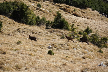 herd of chamois rupicapra