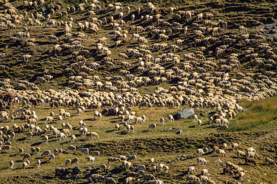 Ovejas en el pirineo 