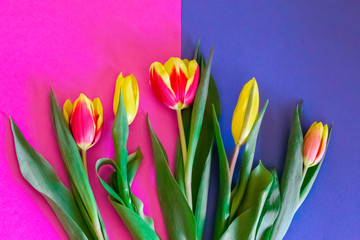 Fresh cut tulips on a pink-blue background with yellow red