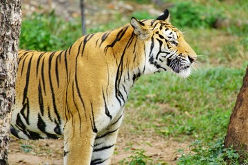tiger in the wild stands and look to the right