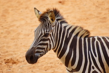 Fototapeta premium zebra close up portrait