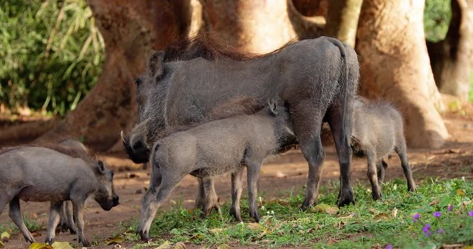 warthog family in the savannah, park kruger south africa
