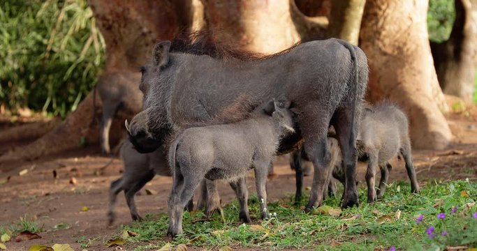 warthog family in the savannah, park kruger south africa