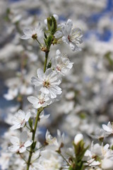 white spring flowers of apple tree. cherry blossom tree branch. Branch of sour cherry blossoms in full bloom in front of a blue sky	