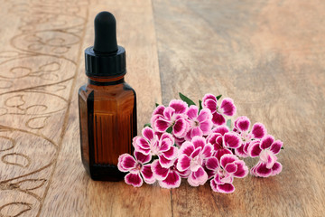 Dianthus herb flowers used in alternative & chinese herbal medicine with aromatherapy essential oil bottle. Chinensis. Qu mai. Used to treat cystitis, as a diuretic & stimulates uterine contractions.