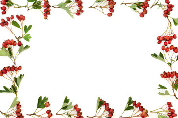 Hawthorn berry abstract background border on white. Used in herbal medicine to lower blood pressure, improve circulation and help with cardiovascular problems.