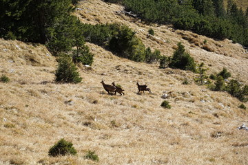 herd of chamois rupicapra