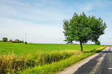 tree in field
