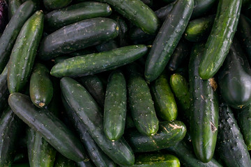 fresh cucumbers on the market